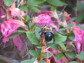 Azaleas and Bees