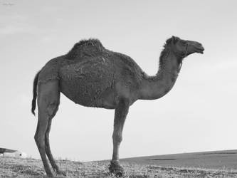 Camel 01