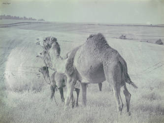 Camels