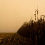ruins of corn::.