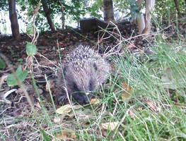 Baby Hedgehog