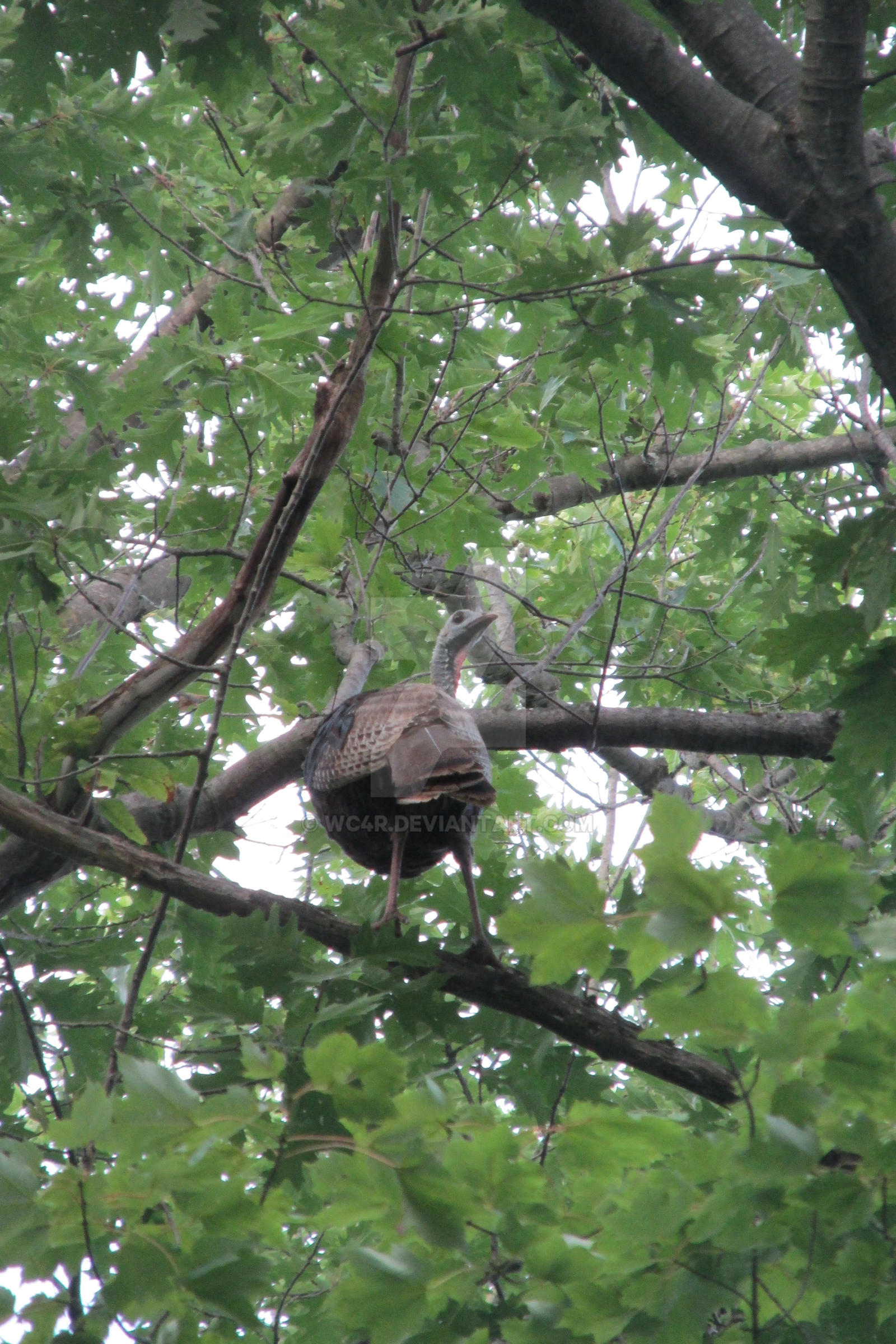 Turkey in the Trees