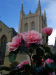 Cathedral Rose by In-the-picture