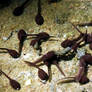 Tadpoles