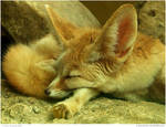 Fennec Fox by In-the-picture