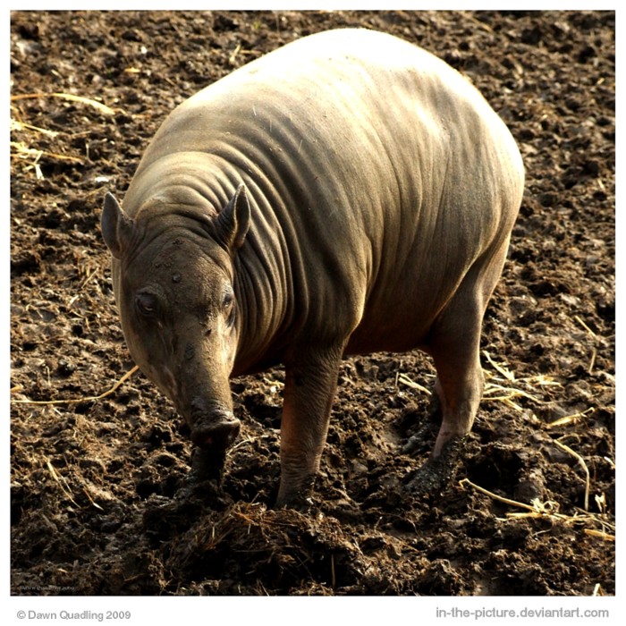 Babirusa Sow