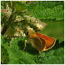 Small Skipper