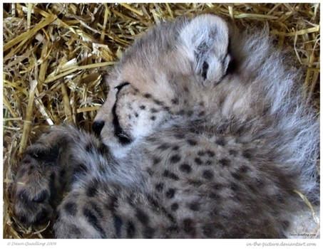 Cheetah Cub