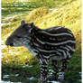 Baby Tapir II