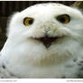 Happy Snowy Owl