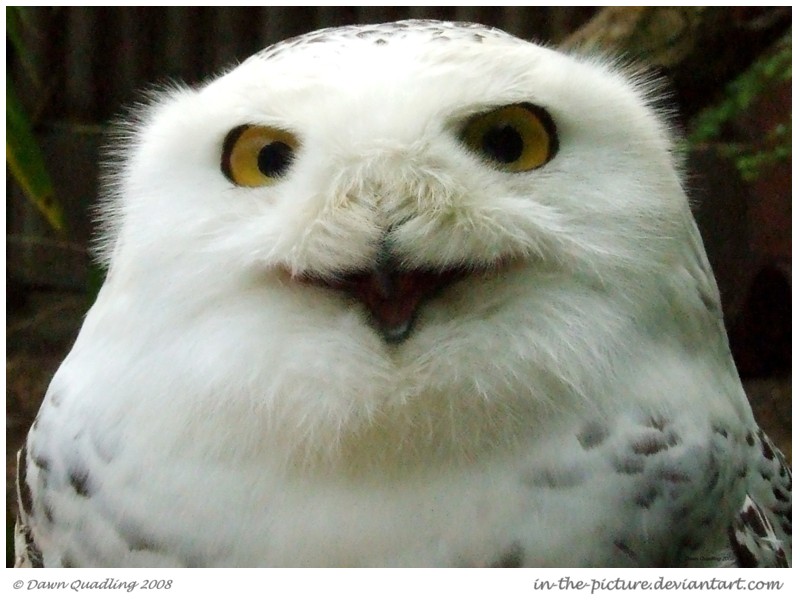 Happy Snowy Owl