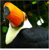 Toco Toucan At Last