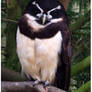 The Spectacled Owl