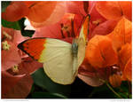 Great Orange Tip Butterfly by In-the-picture