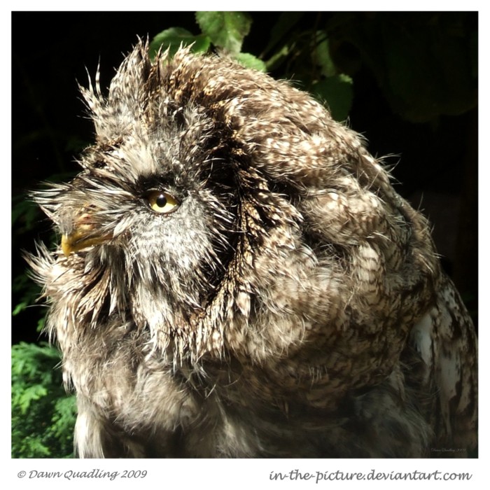 Great Grey Owl