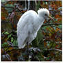 Pale Egret