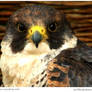 Peregrine Falcon II