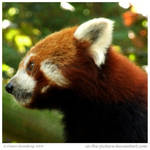 Red Panda II by In-the-picture