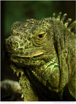 Green Iguana by In-the-picture