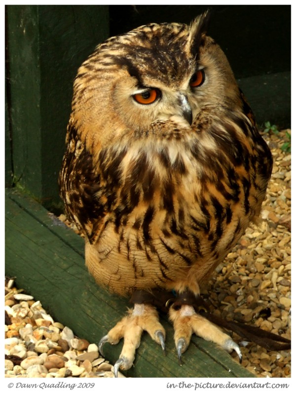 Eurasian Eagle Owl