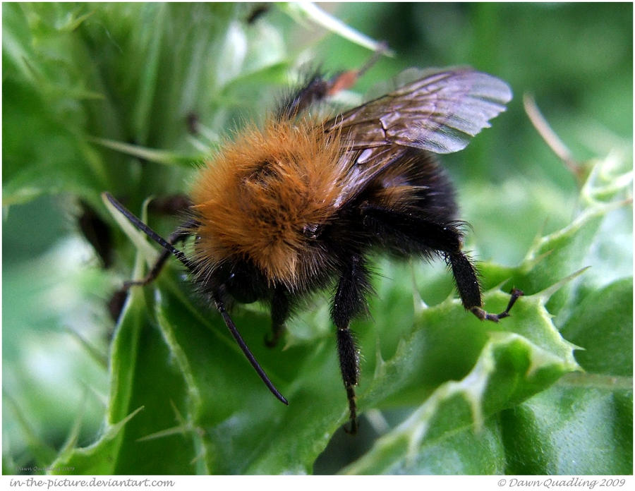 Fuzzy Wuzzy Bee