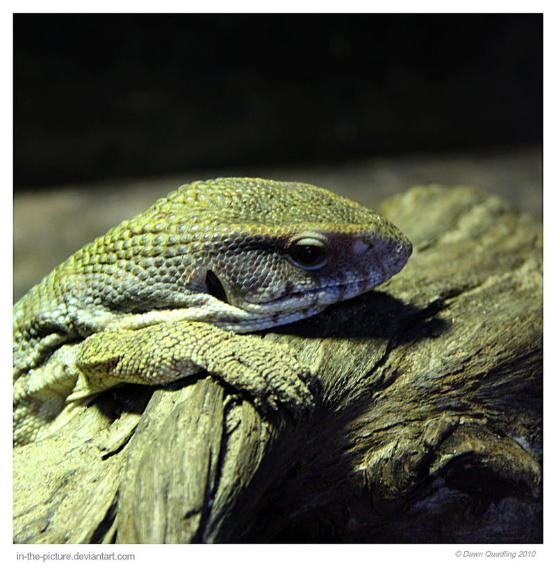 Baby Monitor Lizard By In The Picture On Deviantart Baby Monitor Lizard By In The Picture On Deviantart