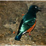 Superb Starling