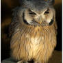 White-faced Scops Owl