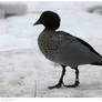 Snowy Australian Wood Duck