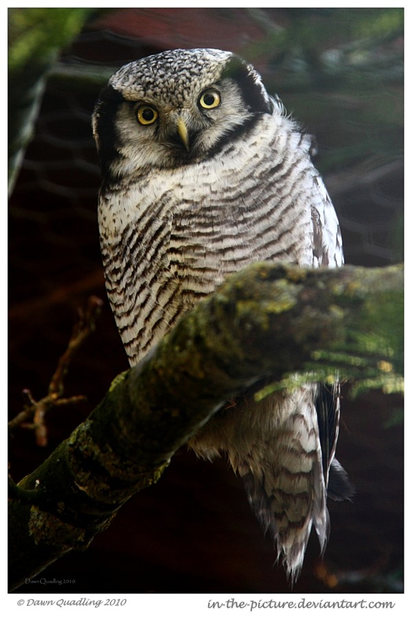 Hawk Owl