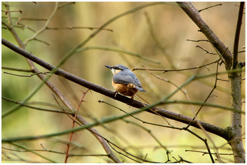 Nuthatch on A Branch