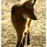 Maned Wolf