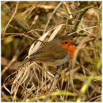 Robin Up Close by In-the-picture