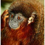 Red-headed Titi