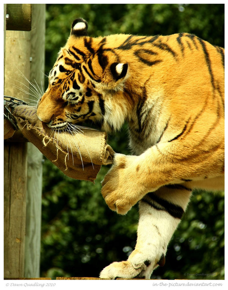 Tiger Enrichment 15 of 365