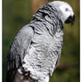 African Grey