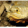 Bearded Dragon