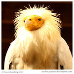 Egyptian Vulture by In-the-picture