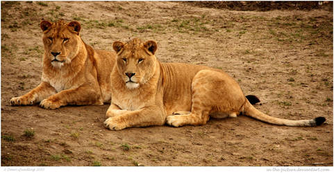 Two Laidback Lions by In-the-picture