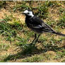 Brave Pied Wagtail