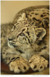 Snow Leopard Cub 85 of 365