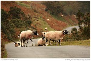 Cumbrian Traffic 74 of 365