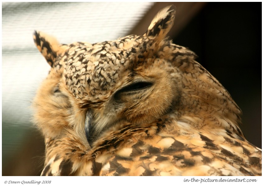 Pharaoh Eagle Owl