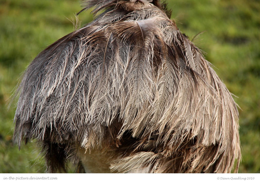 Beaver Rhea Rhea Rear by In-the-picture on DeviantArt