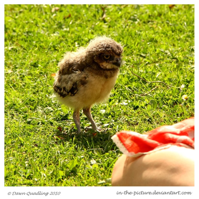 Curious Owl Chick