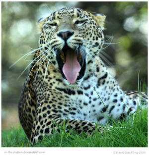 Yawning Leopard