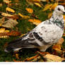 Pretty Pigeon