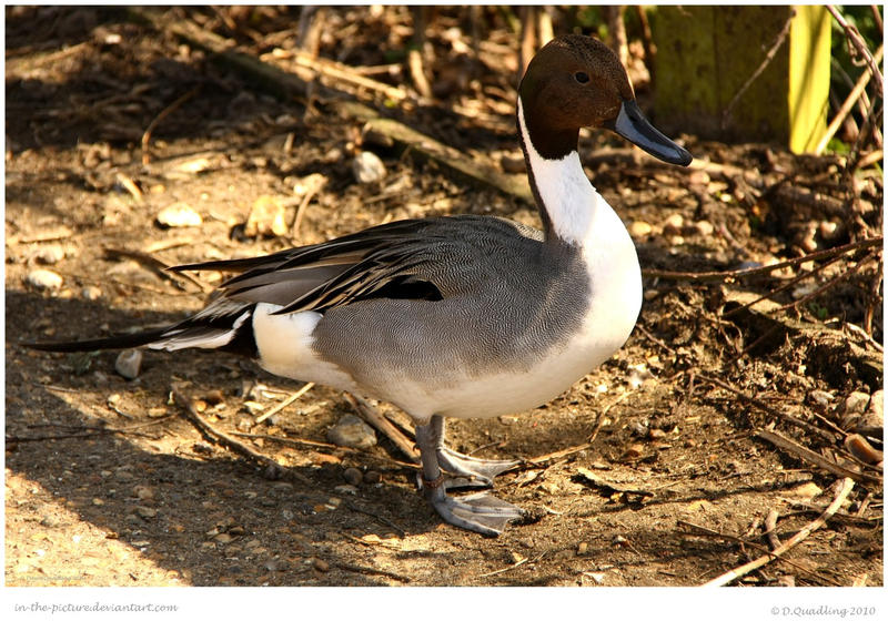 Pintail Walk By