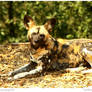 African Painted Dog