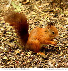 Beautiful Red Squirrel by In-the-picture